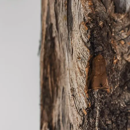 See Das Ferienhaus Holiday home Oetz